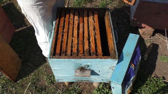 Когда нужна вощина? Как пчелы делают соты. смотреть онлайн