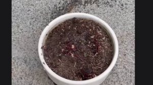 ГЕРБЕРА как вырастить из семян