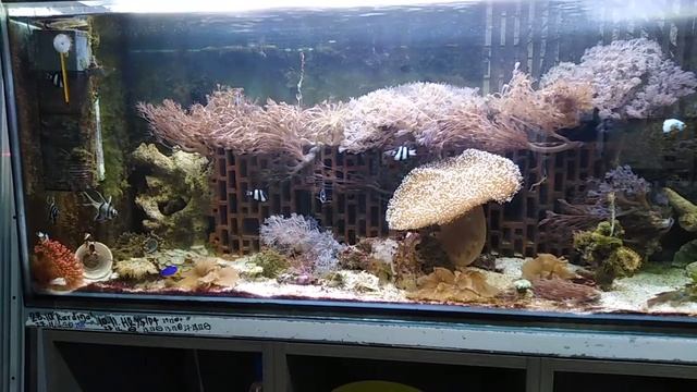 Морской аквариум на питьевой воде из под крана смотреть онлайн