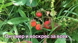 СВЕТ - О ГРЕХЕ О ПРАВДЕ О СУДЕ 2