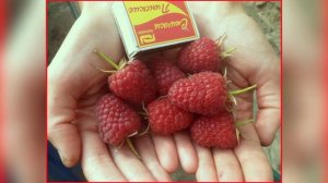 ЗЮГАНА МАЛИНА ОПИСАНИЕ СОРТ ОТЗЫВЫ