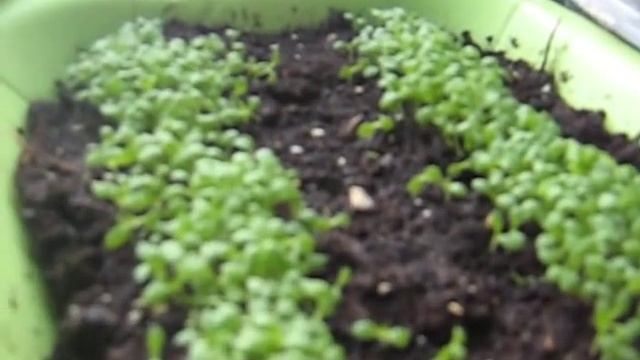 рассада смотреть онлайн