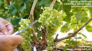 ВИНОГРАД КИШМИШ САМБРИНО 1 класс бессемянности, ранний, изумительный мускат- короче супер вкусняшка