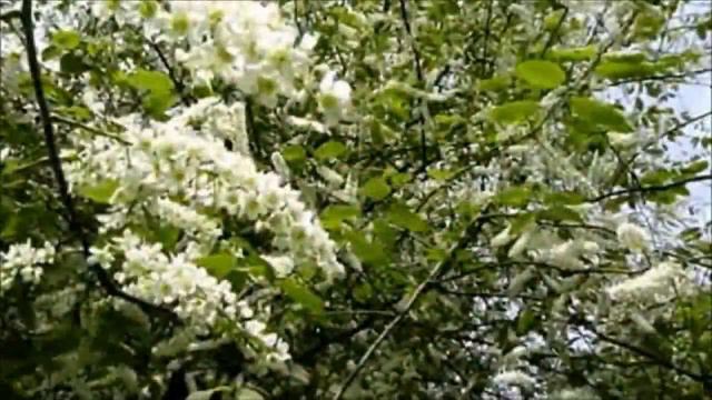 Белая черемуха автор песни Олег Алябин