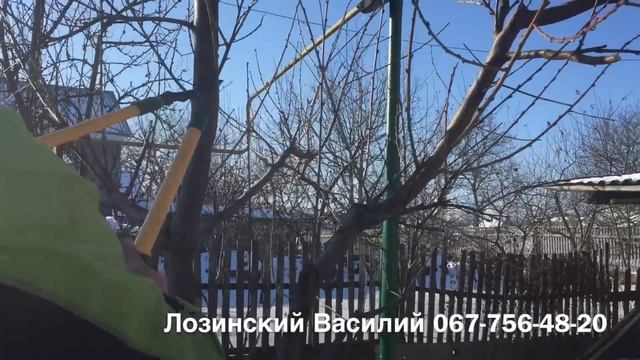 Обрезка персика 2