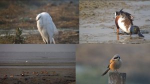 Bird Action out on the Mudflats (4k)