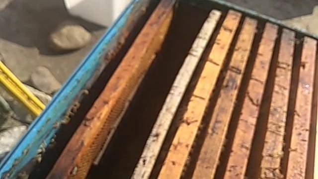 16 марта основной осмотр пчел. Прошло восемь дней когда пчелы массово начали летать.