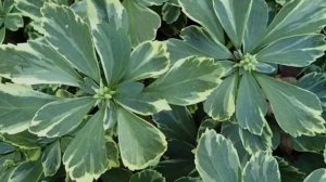 Пахисандра