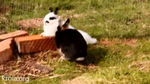 Кролики миноры