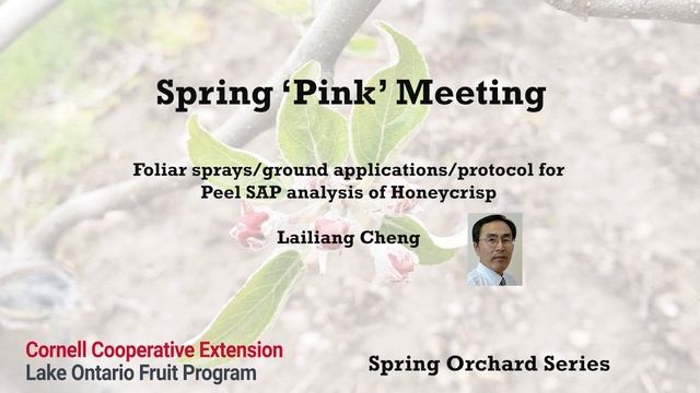 Spring Pink Meeting - Lailiang Cheng смотреть онлайн