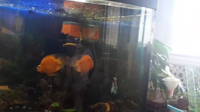 Улитка ахатина личинка бронзовки и майского жука. смотреть онлайн