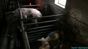 Взятие семени у хряка!