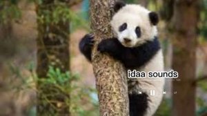 Suara Panda Lucu no copyright | Panda Sounds effect no copyright