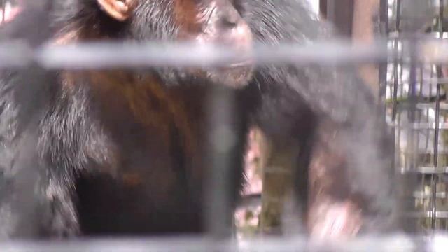 шимпанзе-1.m2ts 19.06.2011 смотреть онлайн