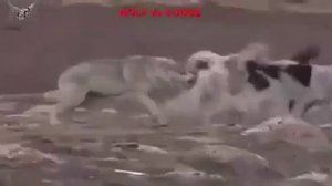 Волк против стаи собак