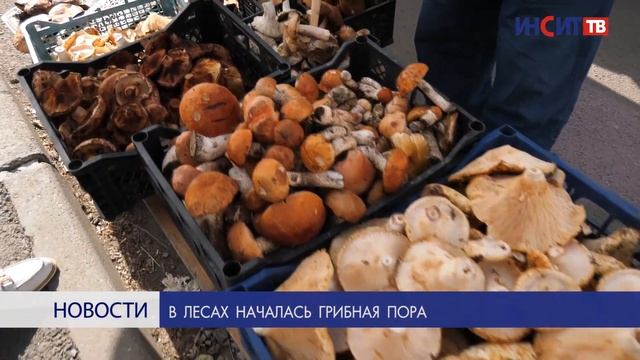 В лесах началась грибная пора смотреть онлайн