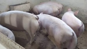 Такого я ещё не Видел. Свиноводство, Откорм, Поросята КБ+Петрен