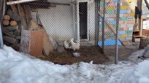 ИГРАЕМ В МЯЧ с немецкими овчарками | Немецкие овчарки Алиса и Рон