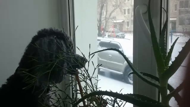 A wedding song of the elderly poodle  Брачная песня престарелого пуделя