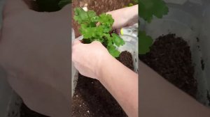 Купила черенок сортовой пеларгонии. Что делать дальше?