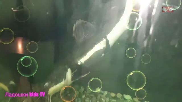 КРАСНОХВОСТЫЙ СОМ КОШКА - ФРАКТОЦЕФАЛУС Видео для детей и взрослых