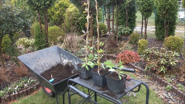 Kobea pnąca - uprawa kobei od nasiona do kwitnięcia (Luty-Lipiec) смотреть онлайн