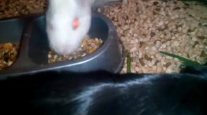 Морские свинки уход и содержание