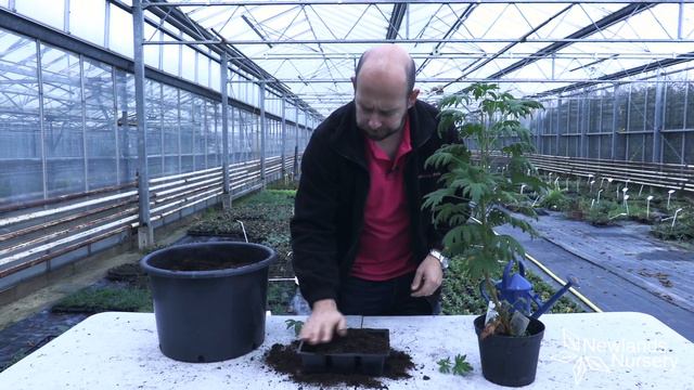 EP93 - How to take scented Geranium cuttings #5minutefriday смотреть онлайн