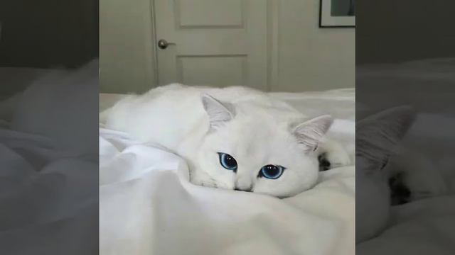 Котики! Много милых фото! Лично мне очень нравится!