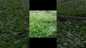 Редми ноут 8 про возможности широкоугольной камеры