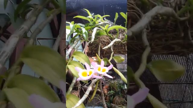 Một chút ngắm Long Tu Vôi nở hoa cuối Xuân * Hoa phong lan(Orchids FORESTS IN VIETNAM) смотреть онлайн