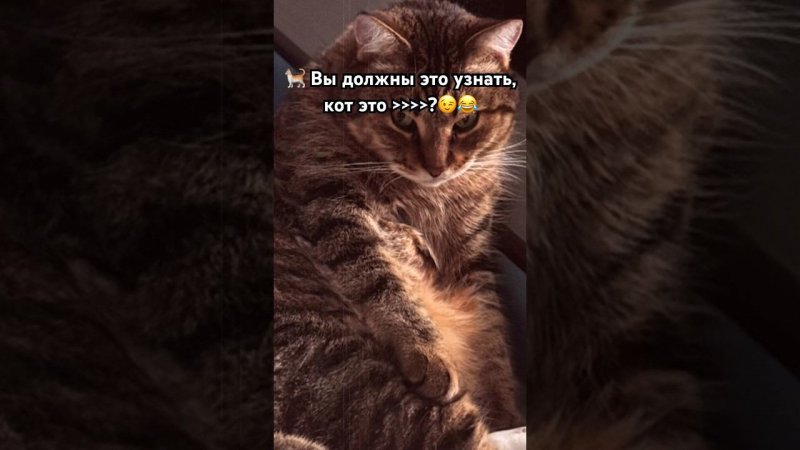 Это нужно узнать всем, #кот это жидкость#любовь#клубромантики