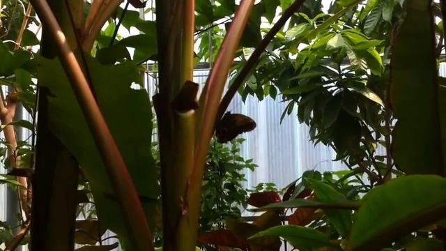 Awesom Butterfly garden in Amsterdam Что едят бабочки? Прогулка по тропическому саду с бабочками. смотреть онлайн