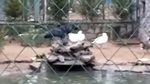 Зоопарк Санкт-Петербург птицы