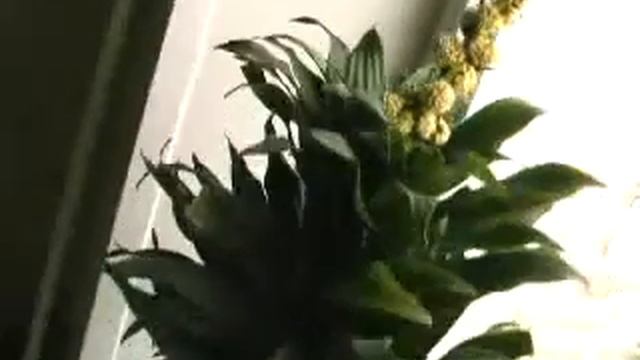 Диковинка. Пальма цветет! смотреть онлайн