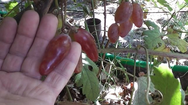 Острые пальчики - новая гибридная форма винограда Голуба А.А. смотреть онлайн