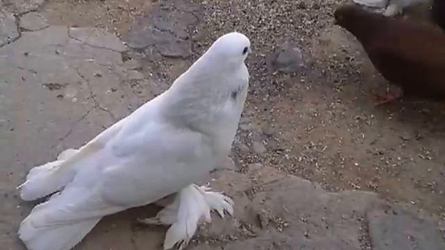 Тбилисские бойные (Голуби Баку) смотреть онлайн