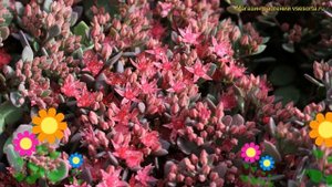 Очиток наутесный Лидакензе. Краткий обзор, описание характеристик sedum cauticola Lidakense