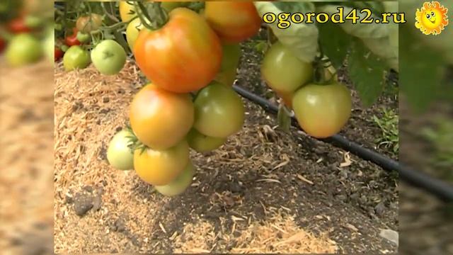 Описание и характеристика сорта томат Канопус смотреть онлайн