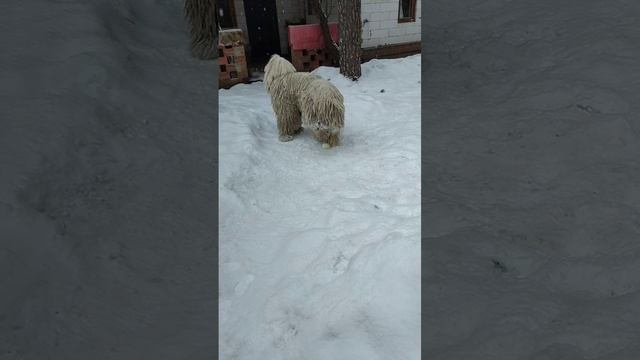 Снежок наше всё ☺️