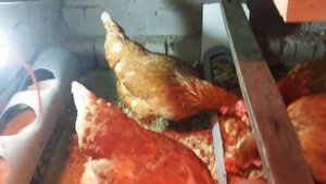 Правильная кормушка для кур