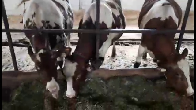 Айширская порода КРС на привязи. Продажа оптом по России и СНГ. смотреть онлайн