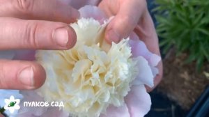 Touch of class peony. Тач оф класс пион. Пулков сад