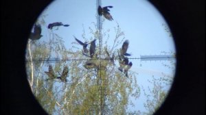 Crow hunting-Кроухантинг майская чистка ( Егерь со стволом от FX.)