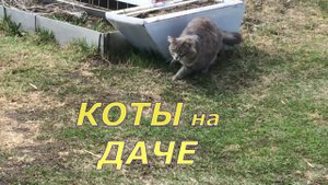 */*СМЕШНЫЕ КОШКИ*/* КОТ ПРИКОЛ*/* КОТЫ на ДАЧЕ*/*