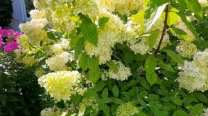 ЦВЕТЕТ ГОРТЕНЗИЯ/HYDRANGEA BLOOMS/绣球花绽放.