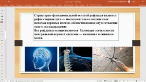 Нервная и гуморальная регуляция