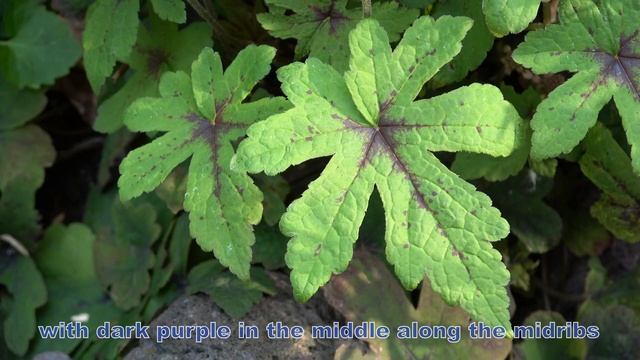 Tiarella 'Spring Symphony' смотреть онлайн
