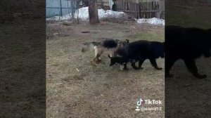 Брачные игры