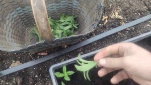 How to propagate stevia- natural sweetener